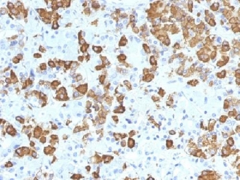 IHC testing of FFPE human pituitary gland with Growth Hormone antibody (clone GH/1371). Required HIER: boil tissue sections in pH 9 10mM Tris with 1mM EDTA for 10-20 min.~