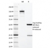 SDS-PAGE analysis of purified, BSA-free Growth Hormone antibody (clone GH/1371) as confirmation of integrity and purity.