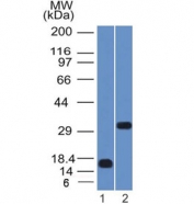 Western blot testing of 1) partial human protein and 2) human NCCIT lysate with SOX2 antibody (clone SOX2/1792). Predicted molecular weight ~34 kDa.