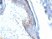 IHC testing of FFPE mouse stomach with SOX2 antibody (clone SOX2/1792). Required HIER: boil tissue sections in pH 9 10mM Tris with 1mM EDTA for 10-20 min followed by cooling at RT for 20 min.