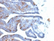 IHC testing of FFPE mouse intestine with SOX2 antibody (clone SOX2/1792). Required HIER: boil tissue sections in pH 9 10mM Tris with 1mM EDTA for 10-20 min followed by cooling at RT for 20 min.