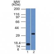 Western blot testing of 1) partial human protein and 2) human NCCIT lysate with SOX-2 antibody (clone SOX2/1791). Predicted molecular weight ~34 kDa.