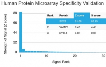 Analysis of HuProt(TM) microarray containing more than 19,000 full-length human proteins using SOX2 antibody (clone SOX2/1791). These results demonstrate the foremost specificity of the SOX2/1791 mAb.<br>Z- and S- score: The Z-score represents the strength of a signal that an antibody (in combination with a fluorescently-tagged anti-IgG secondary Ab) produces when binding to a particular protein on the HuProt(TM) array. Z-scores are described in units of standard deviations (SD's) above the mean value of all signals generated on that array. If the targets on the HuProt(TM) are arranged in descending order of the Z-score, the S-score is the difference (also in units of SD's) between the Z-scores. The S-score therefore represents the relative target specificity of an Ab to its intended target.