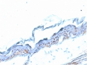 IHC testing of FFPE mouse stomach with SOX2 antibody (clone SOX2/1791). Required HIER: boil tissue sections in pH 9 10mM Tris with 1mM EDTA for 10-20 min followed by cooling at RT for 20 min.