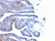 IHC testing of FFPE mouse intestine with SOX2 antibody (clone SOX2/1791). Required HIER: boil tissue sections in pH 9 10mM Tris with 1mM EDTA for 10-20 min followed by cooling at RT for 20 min.