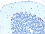 IHC testing of FFPE mouse brain with SOX2 antibody (clone SOX2/1791). Required HIER: boil tissue sections in pH 9 10mM Tris with 1mM EDTA for 10-20 min followed by cooling at RT for 20 min.