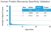 Analysis of HuProt(TM) microarray containing more than 19,000 full-length human proteins using SOX2 antibody (clone SOX2/1791). These results demonstrate the foremost specificity of the SOX2/1791 mAb. Z- and S- score: The Z-score represents the strength of a signal that an antibody (in combination with a fluorescently-tagged anti-IgG secondary Ab) produces when binding to a particular protein on the HuProt(TM) array. Z-scores are described in units of standard deviations (SD's) above the mean value of all signals generated on that array. If the targets on the HuProt(TM) are arranged in descending order of the Z-score, the S-score is the difference (also in units of SD's) between the Z-scores. The S-score therefore represents the relative target specificity of an Ab to its intended target.