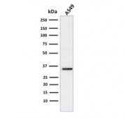 Western blot testing of human A549 cell lysate with SOX-2 antibody (clone SOX2/1791). Predicted molecular weight ~34 kDa.