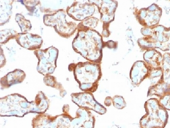 IHC testing of FFPE human placenta with Thymidine Phosphorylase antibody (clone SPM322). Required HIER: requires boil tissue sections in pH 9 10mM Tris with 1mM EDTA for 10-20 min followed by cooling at RT for 20 min.~