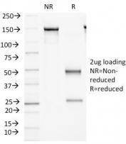 SDS-PAGE Analysis of Purified, BSA-Free FAT2 Antibody (clone 8C5). Confirmation of Integrity and Purity of the Antibody.