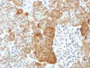 IHC testing of FFPE human pancreas with VLDL Receptor antibody (clone VLDLR/1337). HIER: boil tissue sections in 10mM Tris with 1mM EDTA, pH 9 for 10-20 min followed by cooling at RT for 20 min.