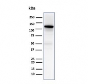 Western blot testing of human heart tissue lysate with N-Cadherin antibody. Predicted molecular weight ~100 kDa (unmodified), 125-140 kDa (modified).