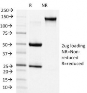 SDS-PAGE Analysis of Purified, BSA-Free N-Cadherin Antibody (clone 13A9). Confirmation of Integrity and Purity of the Antibody.