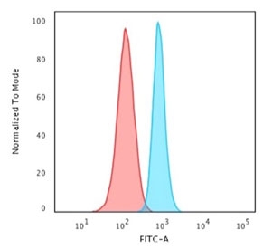 Flow cytometry staining of human HeLa cells with Spectrin beta III antibody; Red=isotype control, Blue= Spectrin beta III antibody.