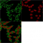 Immunofluorescent staining of MeOH fixed human HeLa cells with Spectrin beta III antibody (clone SPTBN2/1583, green) and Reddot nuclear stain (red).