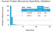 Analysis of HuProt(TM) microarray containing more than 19,000 full-length human proteins using Spectrin beta III antibody (clone SPTBN2/1583). These results demonstrate the foremost specificity of the SPTBN2/1583 mAb. Z- and S- score: The Z-score represents the strength of a signal that an antibody (in combination with a fluorescently-tagged anti-IgG secondary Ab) produces when binding to a particular protein on the HuProt(TM) array. Z-scores are described in units of standard deviations (SD's) above the mean value of all signals generated on that array. If the targets on the HuProt(TM) are arranged in descending order of the Z-score, the S-score is the difference (also in units of SD's) between the Z-scores. The S-score therefore represents the relative target specificity of an Ab to its intended target.