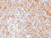 IHC testing of FFPE human pancreas with Spectrin beta III antibody (clone SPTBN2/1584). Required HIER: boil tissue sections in 10mM citrate buffer, pH 6, for 10-20 min followed by cooling at RT for 20 min.