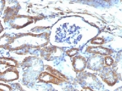IHC testing of FFPE mouse kidney with Spectrin beta III antibody (clone SPTBN2/1584). Required HIER: boil tissue sections in 10mM citrate buffer, pH 6, for 10-20 min followed by cooling at RT for 20 min.