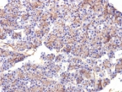 IHC testing of FFPE rat pancreas with Spectrin beta III antibody (clone SPTBN2/1584). Required HIER: boil tissue sections in 10mM citrate buffer, pH 6, for 10-20 min followed by cooling at RT for 20 min.
