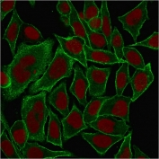 Immunofluorescent staining of MeOH fixed human HeLa cells with Spectrin beta III antibody (clone SPTBN2/1584, green) and Reddot nuclear stain (red).