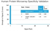 Analysis of HuProt(TM) microarray containing more than 19,000 full-length human proteins using Spectrin beta III antibody (clone SPTBN2/1584). These results demonstrate the foremost specificity of the SPTBN2/1584 mAb. Z- and S- score: The Z-score represents the strength of a signal that an antibody (in combination with a fluorescently-tagged anti-IgG secondary Ab) produces when binding to a particular protein on the HuProt(TM) array. Z-scores are described in units of standard deviations (SD's) above the mean value of all signals generated on that array. If the targets on the HuProt(TM) are arranged in descending order of the Z-score, the S-score is the difference (also in units of SD's) between the Z-scores. The S-score therefore represents the relative target specificity of an Ab to its intended target.