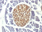 IHC testing of FFPE mouse pancreas with NSE antibody (clone ENO2/1375). Required HIER: boil sections in pH 9 10mM Tris with 1mM EDTA for 10-20 min.