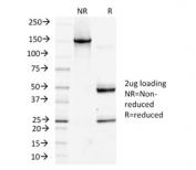 SDS-PAGE analysis of purified, BSA-free Podoplanin antibody (clone PDPN/1433) as confirmation of integrity and purity.