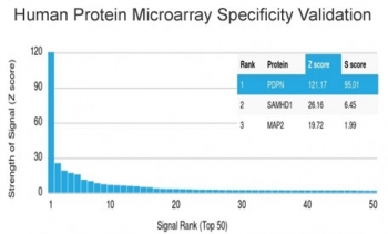 Analysis of HuProt(TM) microarray containing more than 19,000 full-length human proteins using Podoplanin antibody (clone PDPN/1433). These results demonstrate the foremost specificity of the PDPN/1433 mAb. Z- and S- score: The Z-score represents the strength of a signal that an antibody (in combination with