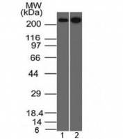 Western blot testing of human 1) HeLa and 2) HEK293 cell lysate with Spectrin beta III antibody (clone SPTBN2/1582). Predicted molecular weight ~246 kDa.