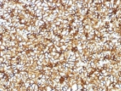 IHC testing of FFPE human pancreas with Spectrin beta III antibody (clone SPTBN2/1582). Required HIER: boil tissue sections in 10mM citrate buffer, pH 6, for 10-20 min followed by cooling at RT for 20 min.
