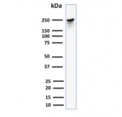 Western blot testing of human HeLa cell lysate with Spectrin beta III antibody (clone SPTBN2/1582). Predicted molecular weight ~246 kDa.