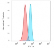 Flow cytometry staining of human HeLa cells with Spectrin beta III antibody; Red=isotype control, Blue= Spectrin beta III antibody.