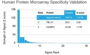 Analysis of HuProt(TM) microarray containing more than 19,000 full-length human proteins using Spectrin beta III antibody (clone SPTBN2/1582). These results demonstrate the foremost specificity of the SPTBN2/1582 mAb. Z- and S- score: The Z-score represents the strength of a signal that an antibody (in combination with a fluorescently-tagged anti-IgG secondary Ab) produces when binding to a particular protein on the HuProt(TM) array. Z-scores are described in units of standard deviations (SD's) above the mean value of all signals generated on that array. If the targets on the HuProt(TM) are arranged in descending order of the Z-score, the S-score is the difference (also in units of SD's) between the Z-scores. The S-score therefore represents the relative target specificity of an Ab to its intended target.