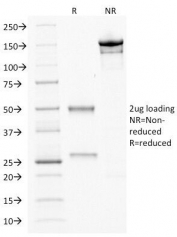 SDS-PAGE Analysis of Purified, BSA-Free CDX2 Antibody (clone CDX2/1690). Confirmation of Integrity and Purity of the Antibody.
