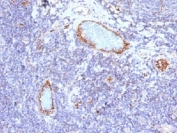 IHC testing of FFPE human tonsil with vWF antibody (clone VWF/1465). Required HIER: boil tissue sections in pH 9 10mM Tris with 1mM EDTA for 10-20 min followed by cooling at RT for 20 min.
