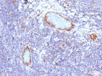 IHC testing of FFPE human tonsil with vWF antibody (clone VWF/1465). Required HIER: