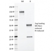 SDS-PAGE analysis of purified, BSA-free S100B antibody (clone 4C4.9) as confirmation of integrity and purity.
