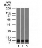 Western blot testing of human 1) HeLa, 2) A549 and 3) A431 cell lysate with FSP1 antibody. Predicted molecular weight ~12 kDa.