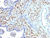 IHC testing of FFPE human placenta with FSP1 antibody (clone S100A4/1481). Required HIER: steam sections in 10mM citrate buffer, pH 6, for 10-20 min followed by cooling.