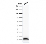 Western blot testing of human HeLa cell lysate with FSP1 antibody. Predicted molecular weight ~12 kDa.