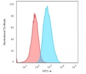 Flow cytometry testing of permeabilized human T98G cells with FSP1 antibody (clone S100A4/1481); Red=isotype control, Blue= FSP1 antibody.
