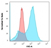 Flow cytometry testing of permeabilized human A549 cells with FSP1 antibody (clone S100A4/1481); Red=isotype control, Blue= FSP1 antibody.