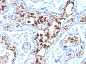 IHC testing of FFPE human placenta with biotinylated FSP1 antibody (clone S100A4/1481). HIER: boil tissue sections in pH 9 10mM Tris with 1mM EDTA for 20 min and allow to cool before testing.