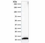 Western blot testing of human HeLa cell lysate with S100A4 antibody (clone S100A4/1482). Predicted molecular weight ~12 kDa.
