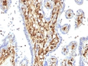 IHC testing of FFPE human placenta with S100A4 antibody (clone S100A4/1482). Required HIER: steam sections in 10mM citrate buffer, pH 6, for 10-20 min followed by cooling.