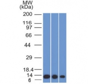 Western blot testing of human 1) HeLa, 2) A549 and 3) A431 cell lysate with S100A4 antibody (clone S100A4/1482). Predicted molecular weight ~12 kDa.