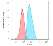 Flow cytometry testing of human T98G cells with S100A4 antibody (clone S100A4/1482); Red=isotype control, Blue= S100A4 antibody.
