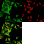 IF/ICC testing of fixed and permeabilized human HeLa cells with FSP1 antibody (clone S100A4/1482, green) and Reddot nuclear stain (red).