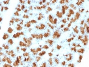 IHC testing of FFPE rat pancreas with Elastase 3B antibody (clone CELA3B/1257). Required HIER: boil tissue sections in 10mM Tris with 1mM EDTA, pH 9, for 10-20 min followed by cooling at RT for 20 min.