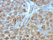 IHC testing of FFPE mouse pancreas with Elastase 3B antibody (clone CELA3B/1257). Required HIER: boil tissue sections in 10mM Tris with 1mM EDTA, pH 9, for 10-20 min followed by cooling at RT for 20 min.